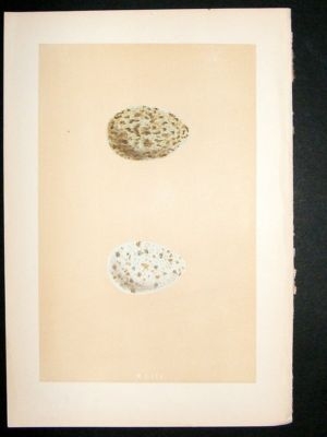 Bird Egg Print 1875 Raven, Morris Hand Col