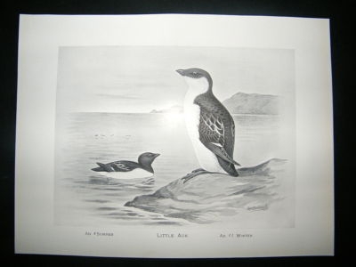 Bird Print: 1898 Little Auk, Frohawk