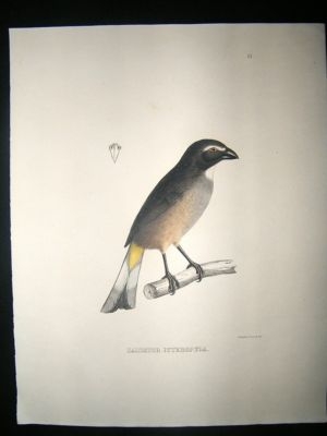 Bird Print: 1850 Saltator Icteropyga, Hand Col