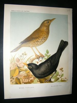 Bird Print 1880 Blackbird, Song Thrush, Rutledge