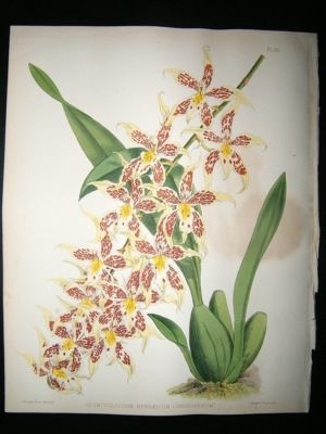 Fitch And Warner Orchid Album: 1880's Odontogloss Hebraicum line Oligerum 85, Bo