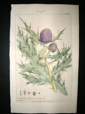 Miller: 1760 Folio Hand Col Botanical. Gundelia Thistle Print.