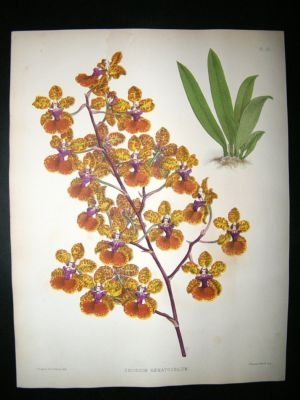 Fitch And Warner Orchid Album: 1880's Oncidium Haematochilum 32. Hand Coloured,