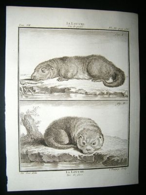 Buffon: C1770 Otter, Antique Print