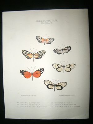Hewitson C1860 Hand Col Butterfly Print. Ithomia Stella