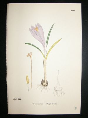 Botanical Print 1899 Purple Crocus, Sowerby Hand Col #1