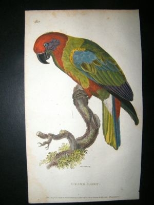 Shaw: 1811 Hand Col Bird, Gran Lory.