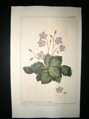 Miller: 1760 Folio Hand Col Botanical. Verbascum. Antique Print