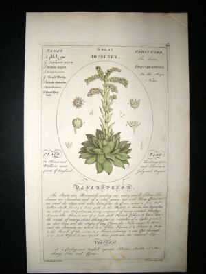 Sheldrake: 1759 Medical Botany. Great Houseleek. Hand Col