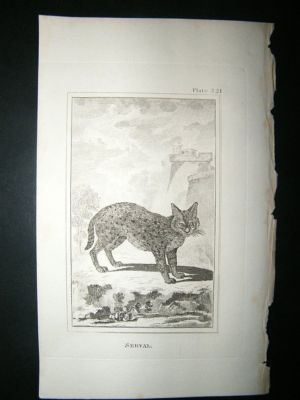 Serval Cat: 1812 Copper Plate, Buffon Print