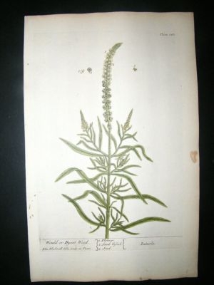 Blackwell:1737 Botanical Dyer's Weed Hand Coloured.