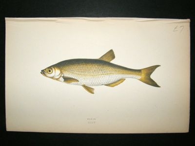 Fish Print: 1869 Bleak, Couch