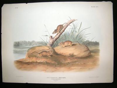 Audubon Quads Folio: 1846 Orange Colored Mouse. Hand Co