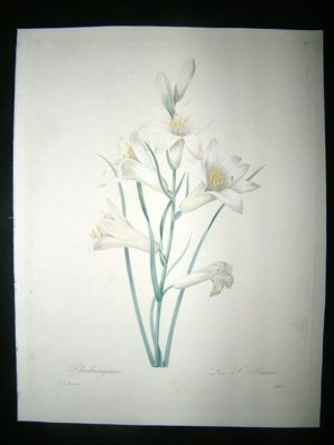 Redoute: 1827 Botanical. St. Bruno's Lily. HC Print