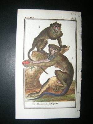 Buffon: C1780 Macaque Monkey, Hand Color Print
