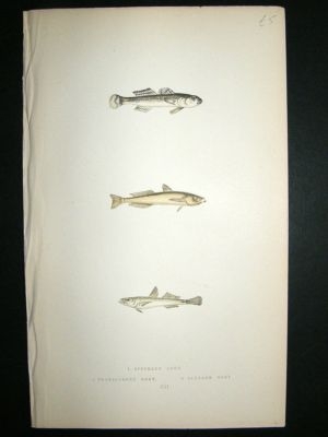 Fish Print: 1869, 3 Gobies, Couch