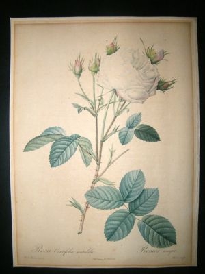 Redoute 1817 Folio Botanical Rosier Unique White Rose