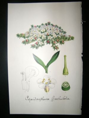 Botanical Print: C1850 Flowering Pixiemoss