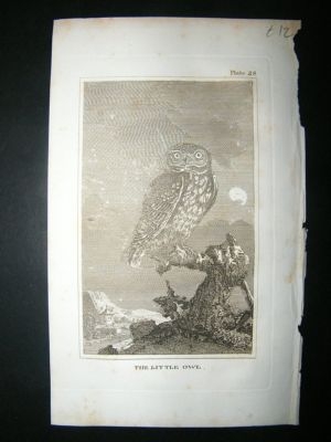 Bird Print: 1812 little Owl, Buffon, Antique