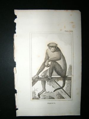 Monkey Print: 1812 Rhesus, Buffon
