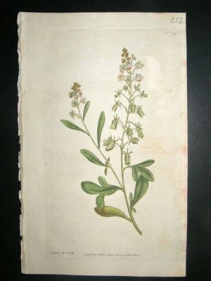Botanical Print 1787 Sweet-Scented Reseda or Mignonette