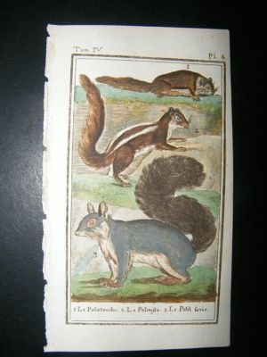 Buffon: C1780 Squirrels, Hand Color Print