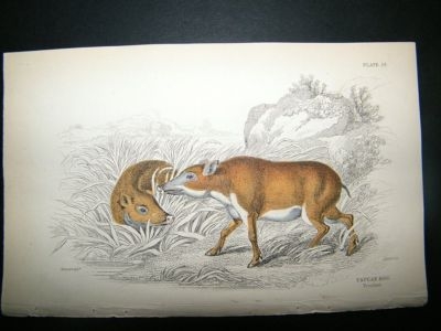 Papuan Hog: C1840 Hand Col Print, Jardine