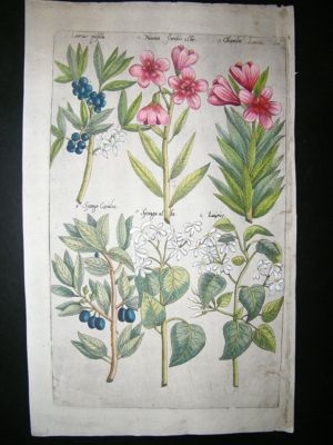 Sweert C1630 Folio Hand Col Botanical Print, Nerium Ole