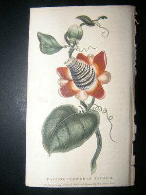 Botanical Print: 1800 Passion Flower of Jamaica