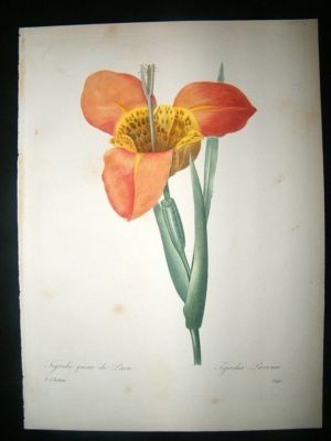 Redoute: 1827 Botanical. Mexican Tiger Flower. FINE