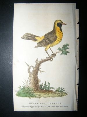 Bird Print: 1800 Guira Guacuberaba, Hand Col