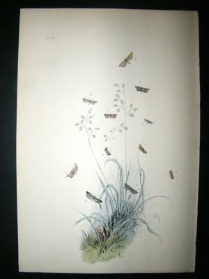Moth Print: 1860 Humphreys, Hand Col