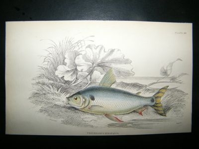 Jardine: C1840 Prochilodus Binotatus Fish, Hand Col