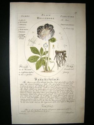 Sheldrake: 1759 Medical Botany. Black Hellebore. Hand Col