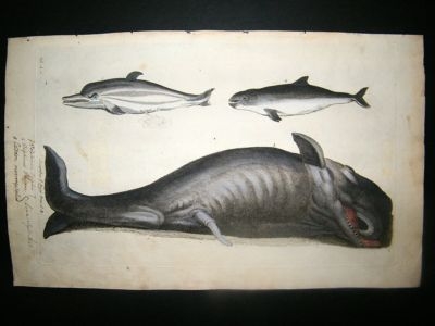 Willughby & Ray 1686 Folio Hand Col Fish Print. Whale & Dolphin