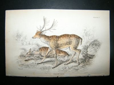 Fallow Deer: C1840 Hand Col Print, Jardine