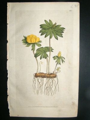 Botanical Print 1786 Winter Hellebore or Aconite #3, Cu
