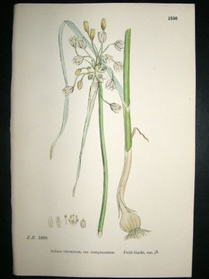 Botanical Print 1899 Field Garlic, Sowerby Hand Col #15