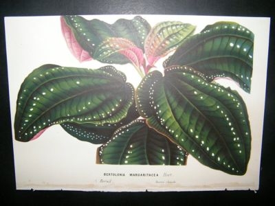 Botanical Print C1870 Bertolonia Margaritacea, Brazil