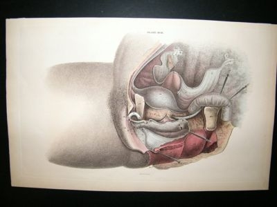 Anatomy Print 1826 Internal Organs. Folio Hand Col.