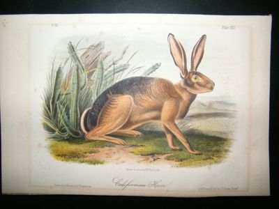 Audubon Quads 8vo: 1849 Californian Hare 112. Hand Col