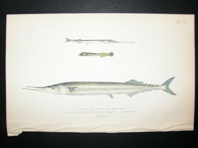 Fish Print: 1869 European Halfbeak, etc & Skipper, Couc