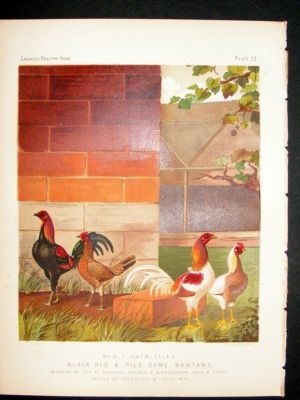 Bird Poultry Print: 1874 Game Bantams, Ludlow
