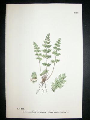 Botanical Print 1899 Alpine Bladder-Fern Var. A, Sowerb