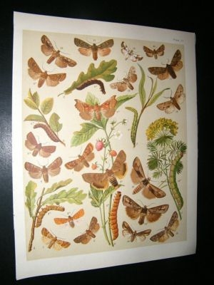 Kirby 1907 Orthosiidae, Chestnut, Owl Moths etc 37. Antique Print
