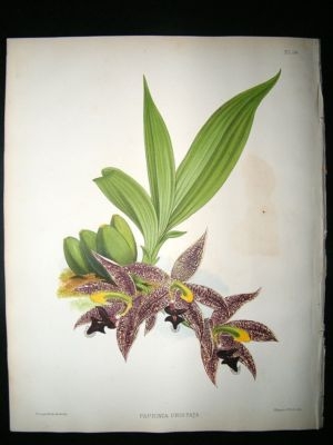 Fitch And Warner Orchid Album: 1880's Paphinia Cristata 34. Hand Coloured, Botan