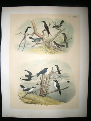 Studer 1881 Folio Bird Print. Flycatcher's Swallows, and Martin