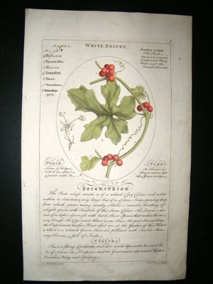Sheldrake: 1759 Medical Botany. White Briony. Hand Col Print