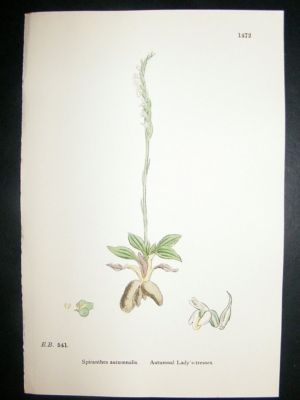 Botanical Print 1899 Autumnal Lady's Tresses Orchid, So