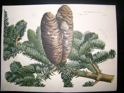 Botanical Print: C1870 Abies Numidica, Large Van Houtte